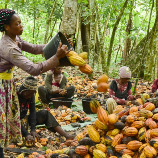 cacao